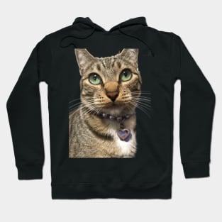 Evil kitty that is a meanie Hoodie